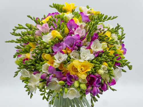  Buchet 75 de frezii multicolore